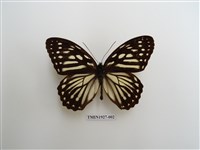 藏品(臺灣斑眼蝶)的圖片